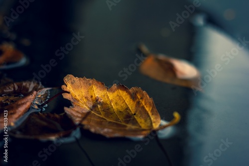 A portrait of a yellow and brown colored fallen leaf, fallen down into a puddle of water during fall. The leaf is accompagnied by other leaves.