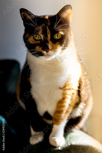 Portrait of a big calico cat with green eyes standing on all fours on a sofa. Looking curious at the camera with golden sunlight from the side