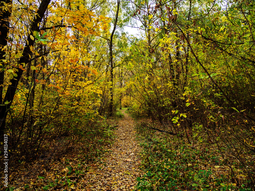 Autumn, Park, path, bushes.