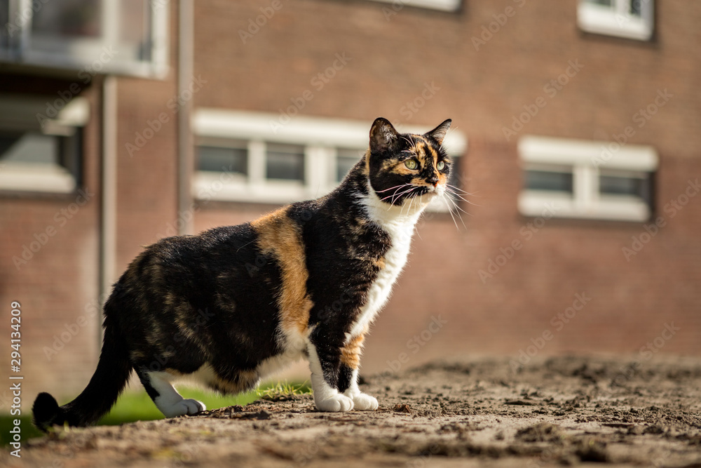 Old chubby green eyed calico cat standing on all four paws outside, looking  curious ahead with a brick wall of apartment building on the background.  Stock Photo | Adobe Stock