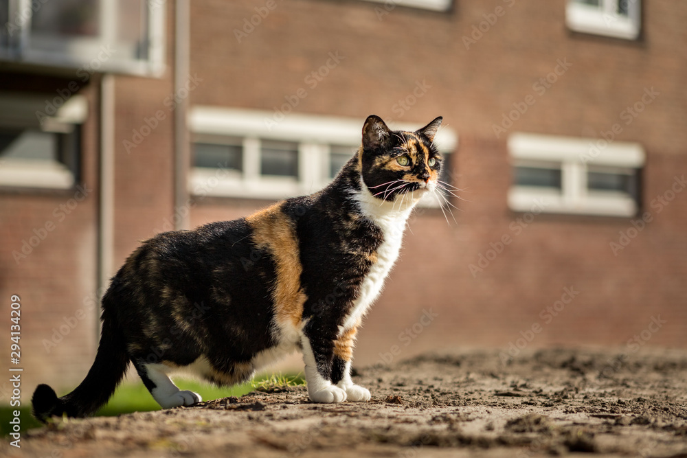 Cat standing on all fours hotsell