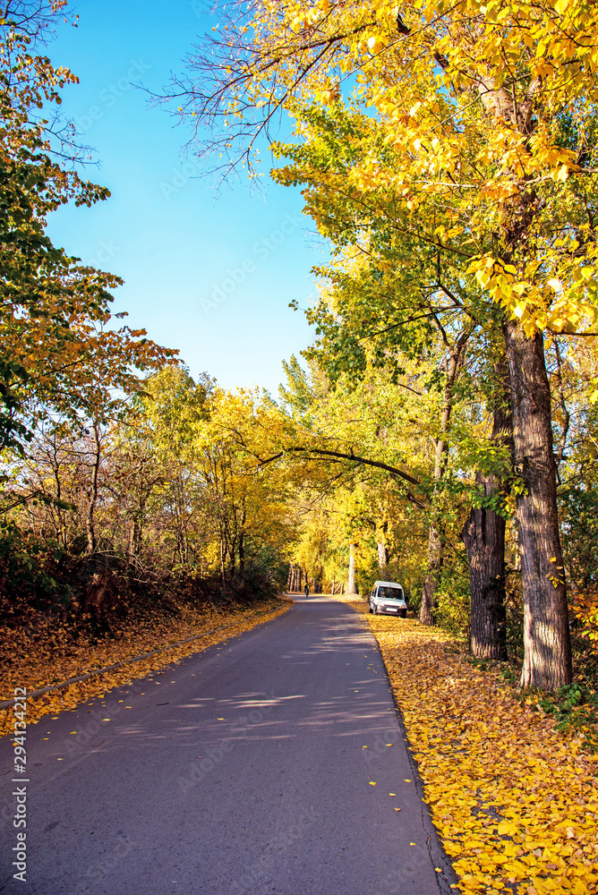 Amazing autumn landscape with car and yellow leaves along road in cosy forest