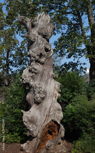 Remains of an old dry tree on the island of Djurgarden in the Skansen park. Stockholm. Sweden 08.2019