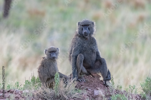 Two baboons sitting in the forest in Tanzania, portrait © Pascale Gueret