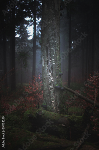 Dark misty forrest scene with dead trees shot on a foggy autumn morning. Trees with woodpecker den. Very moody, spooky and dark edit.