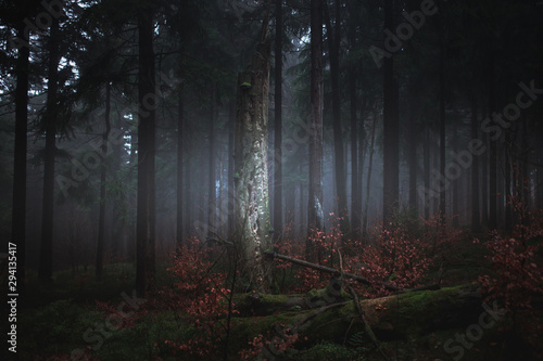 Dark misty forrest scene with dead trees shot on a foggy autumn morning. Trees with woodpecker den. Very moody, spooky and dark edit.