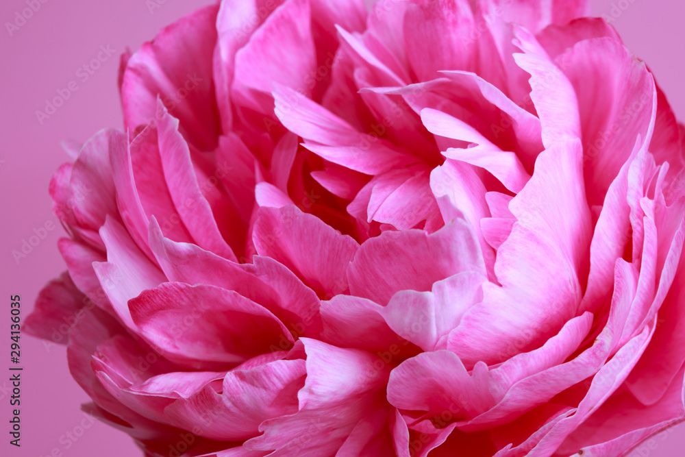 Pink peony flower isolated on bright pink background, close-up.