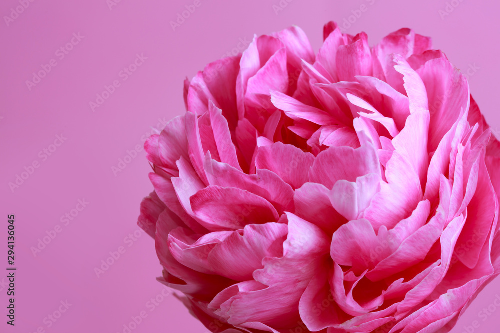 Pink peony flower isolated on bright pink background, close-up.
