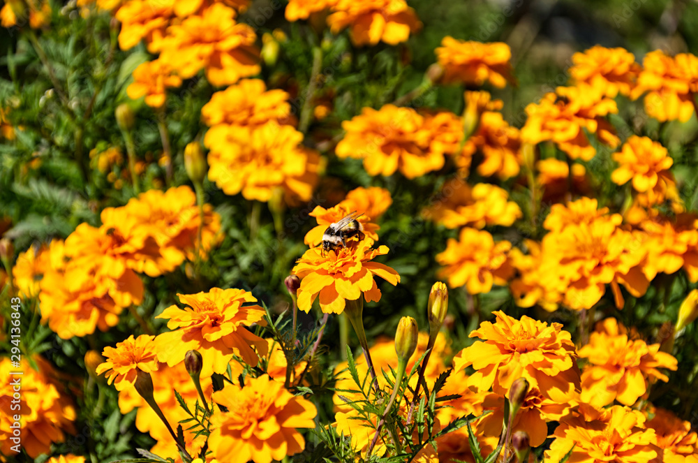 orange floral background. colorful Marigold flowers close-up