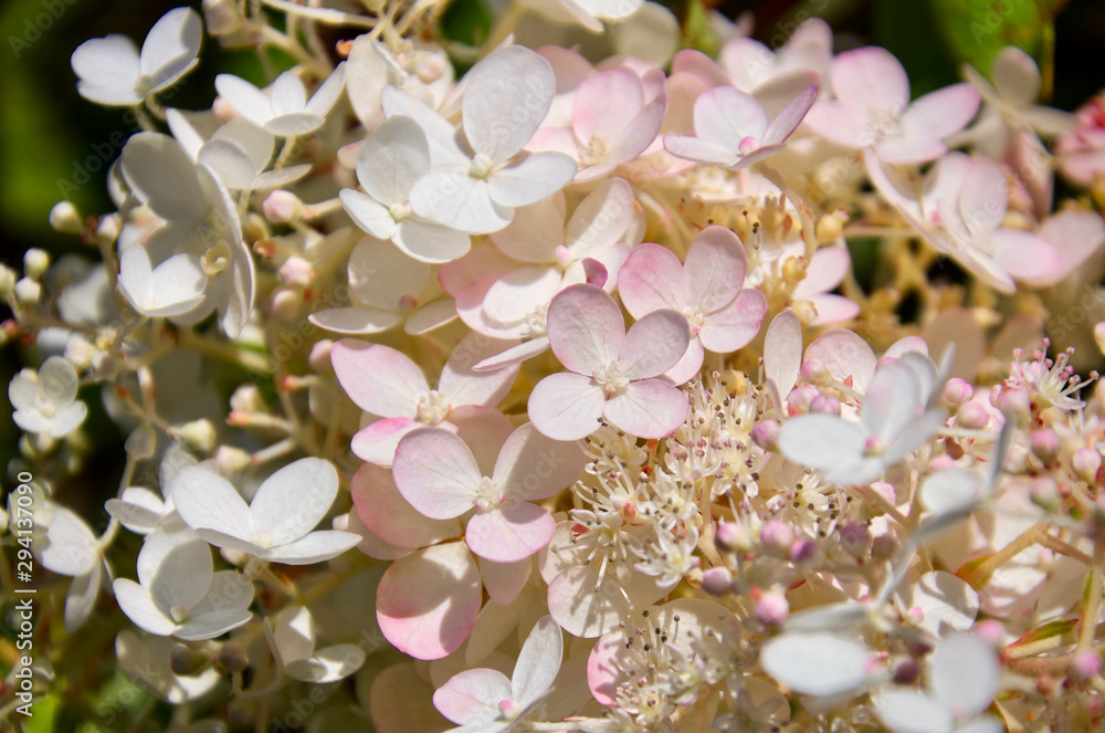 Fototapeta premium Delicate white and pink Hydrangea (Hydrangea macrophylla) or Hortensia flowers. Tender romantic floral background.