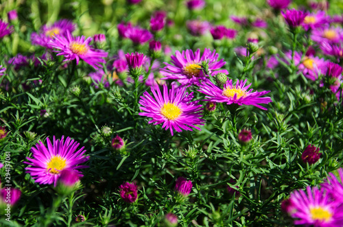 Floral background. Purple Asters flowers  Aster Amellus   beautiful violet chamomiles in the garden. Selective focus