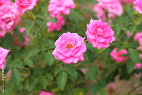 Rose flower garden in Okayama,Japan