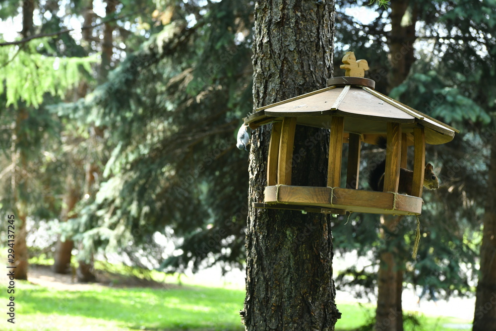 woodpecker flew to eat nuts in a squirrel feeder woodpecker flew to eat nuts in a squirrel feeder