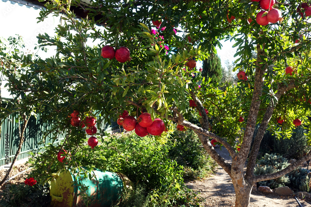 Pomegranate tree with fresh organic pomegranates in the garden