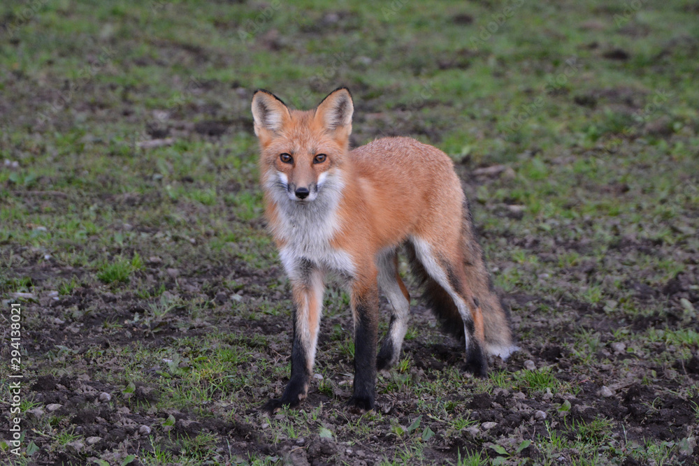 Red fox Red fox