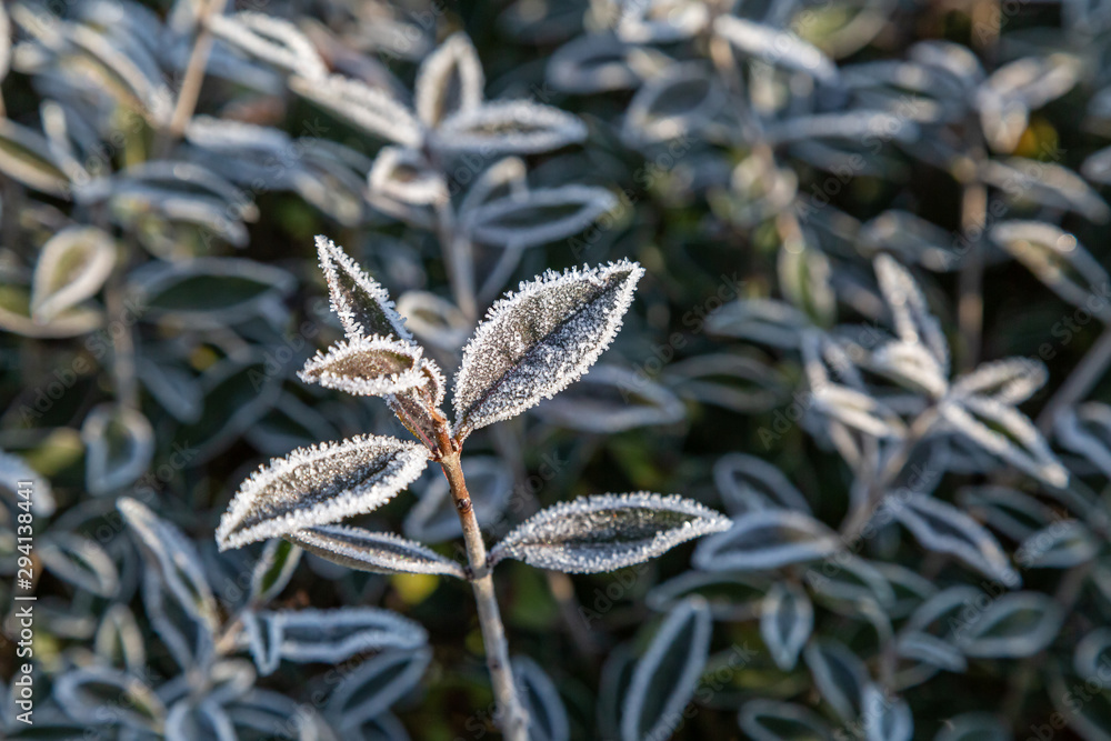gefrorenen Blätter im Winter mit viel Frost und Eiskristallen gefrorenen Blätter im Winter mit viel Frost und Eiskristallen