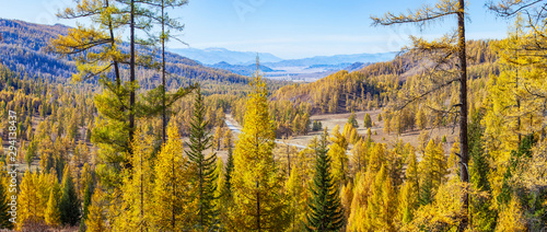 Panoramic view of autumn nature. Picturesque valley, yellow trees.