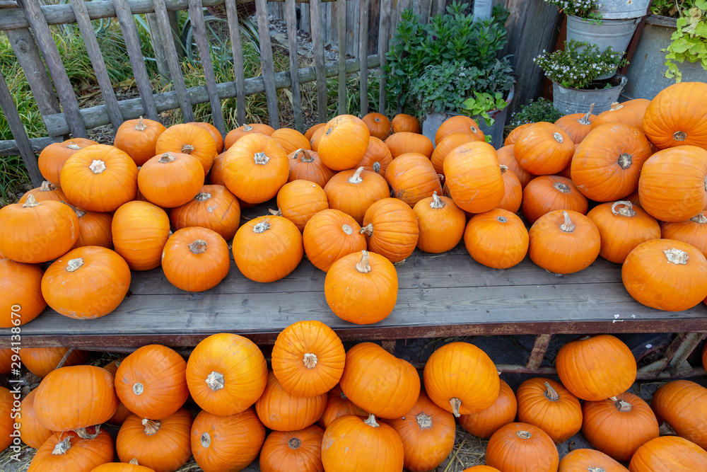 sehr viele orange Kürbisse liegen auf einem Haufen