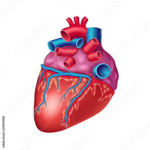 Anatomical human heart icon with vessels and aorta