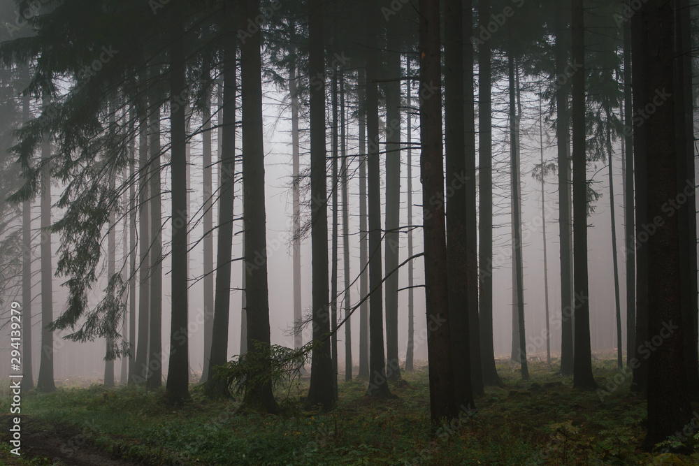 Fototapeta premium Nebel im Wald