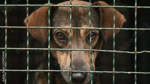 stray dog in a shelter cage