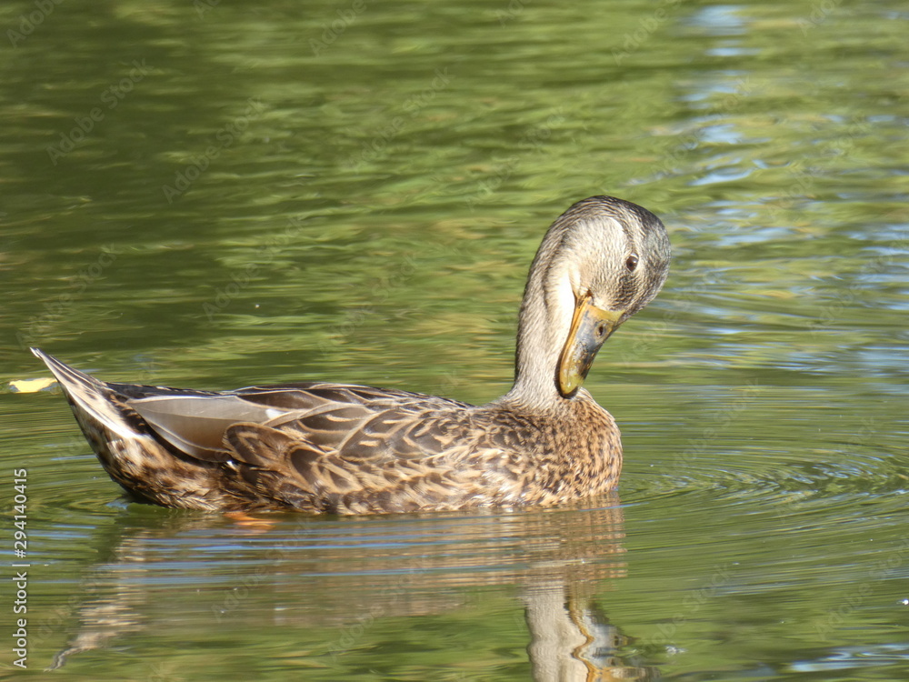 Female Mallard (Anas platyrhynchos), or Mallard Duck in Canada, scratching with its beak Female Mallard (Anas platyrhynchos), or Mallard Duck in Canada, scratching with its beak
