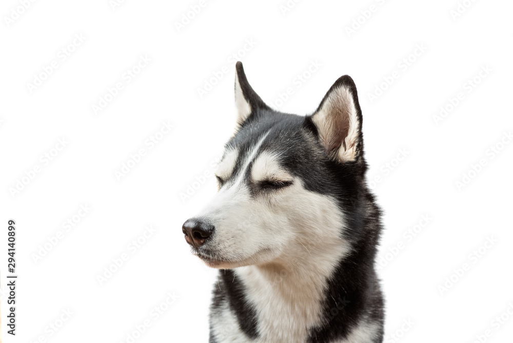 Funny husky dog wait dof food with closed eyes on the white background. Dog is waiting dog treats
