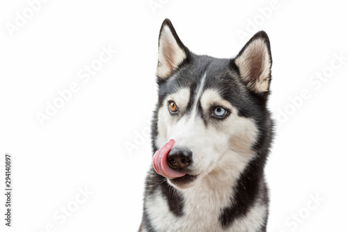 Fototapeta Naklejka Na Ścianę i Meble -  Husky dog wait treats and licking nose over white background. Dog is waiting dog treats