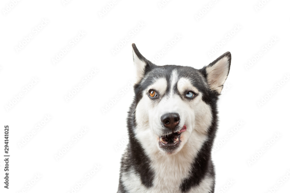 Funny husky dog wait dof food and licking nose on the white background. Dog is waiting dog treats