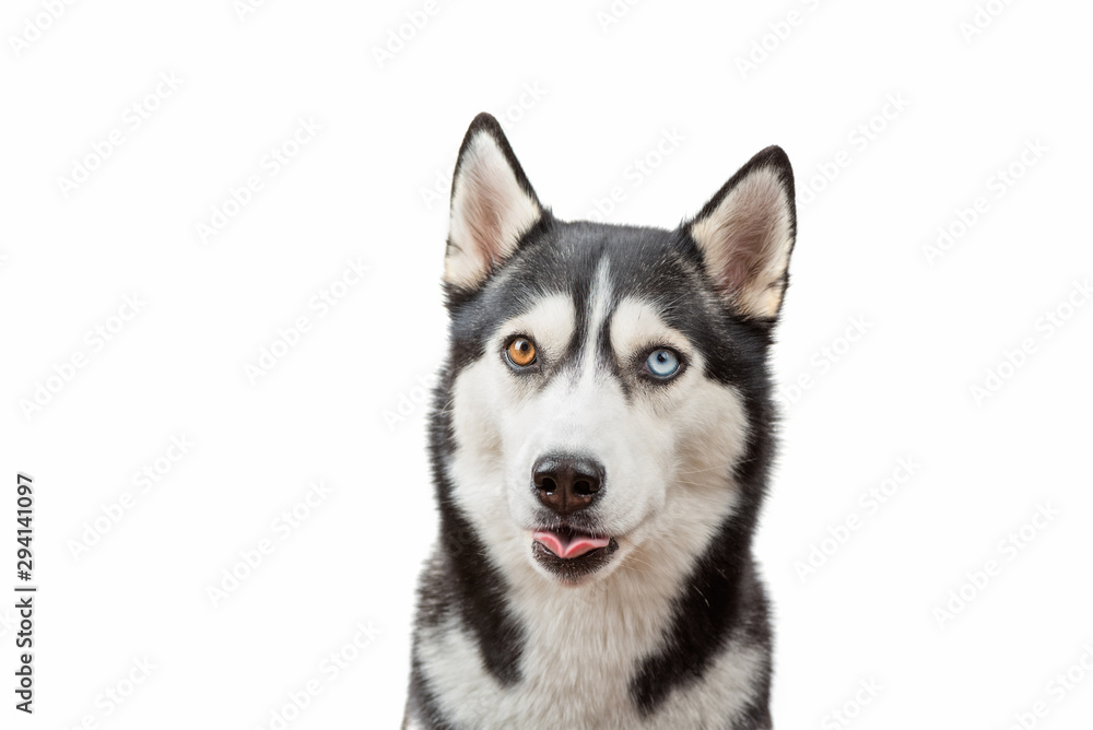 Funny husky dog showed tongue wait treats over the white background. Dog is waiting dog treats Funny husky dog showed tongue wait treats over the white background. Dog is waiting dog treats