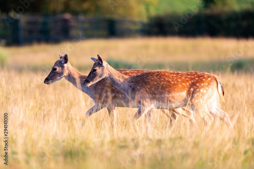 Young fawns in the countryside photo