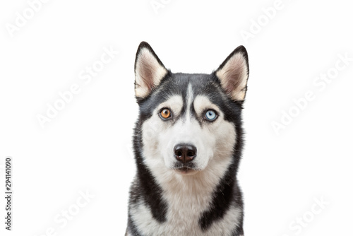 Funny surprised husky dog wait treats over the white background. Dog is waiting dog treats