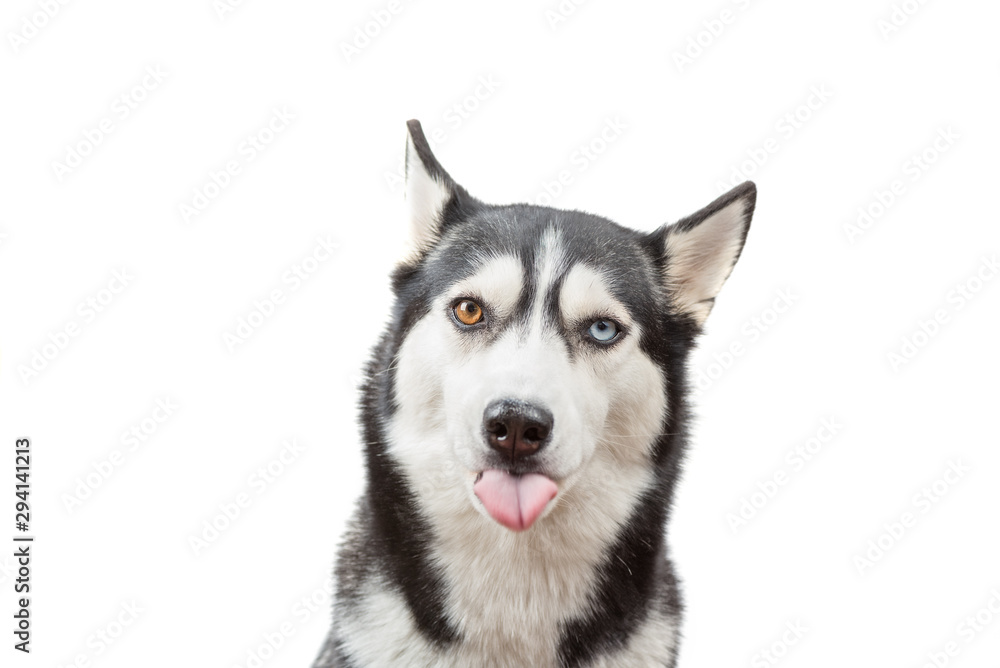 Funny husky dog wait treats and showed tongue over the white background. Dog is waiting dog treats