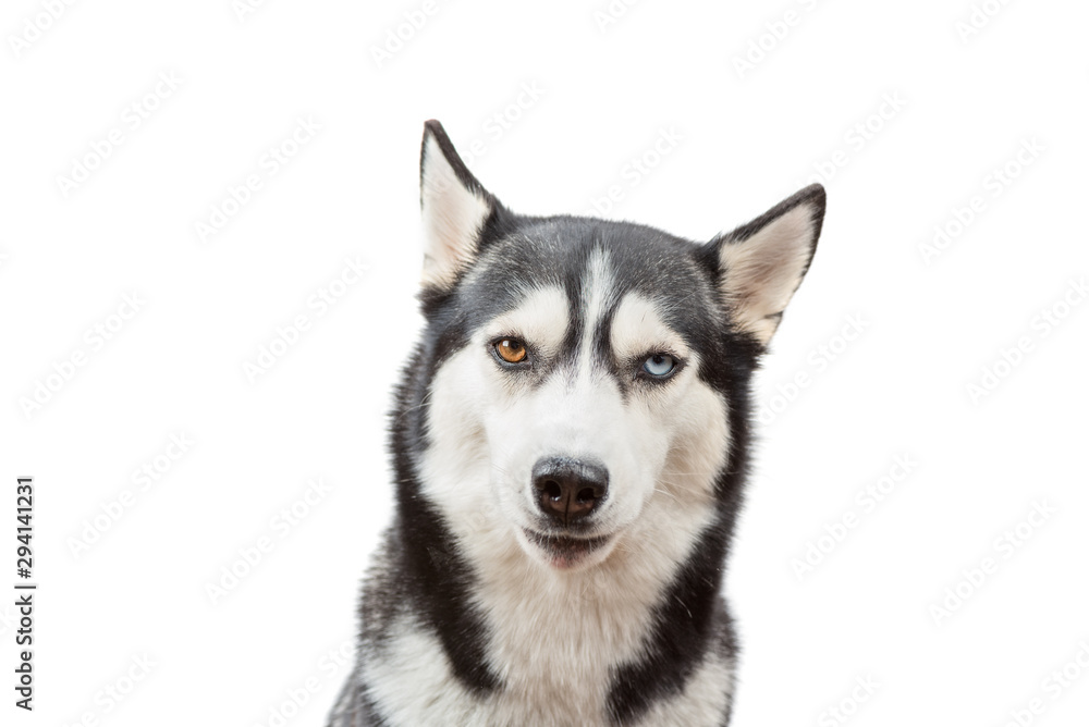 Funny husky dog wait treats and looked with sarcasm over the white background. Dog is waiting dog treats