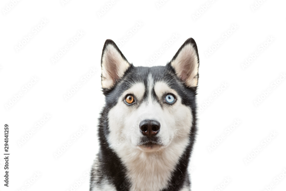 Funny bi-eyed husky dog wait treats over the white background. Dog is waiting dog treats