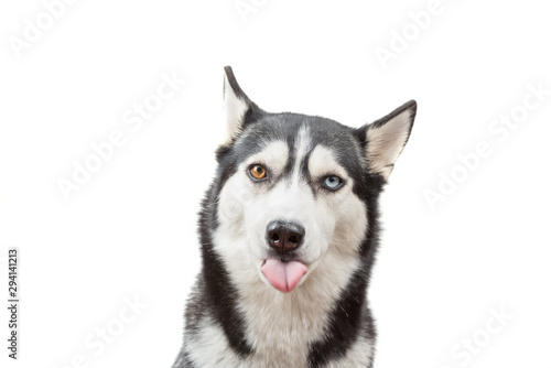 Fototapeta Naklejka Na Ścianę i Meble -  Funny husky dog wait treats and showed tongue over the white background. Dog is waiting dog treats