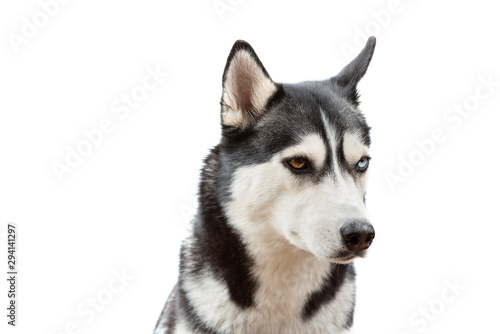 Sad bi-eyed husky dog wait treats over the white background. Dog is waiting dog treats