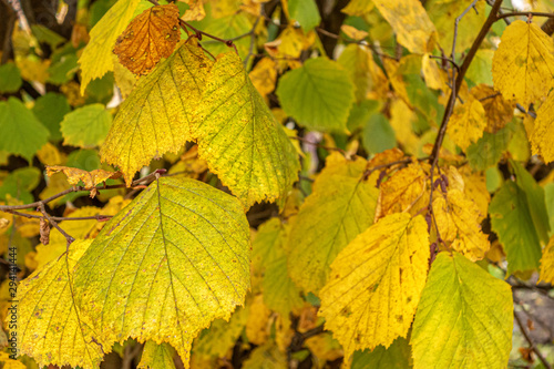autumn foliage in the park close up
