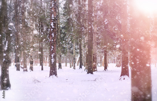 A winter fairy tale, in the forest. 