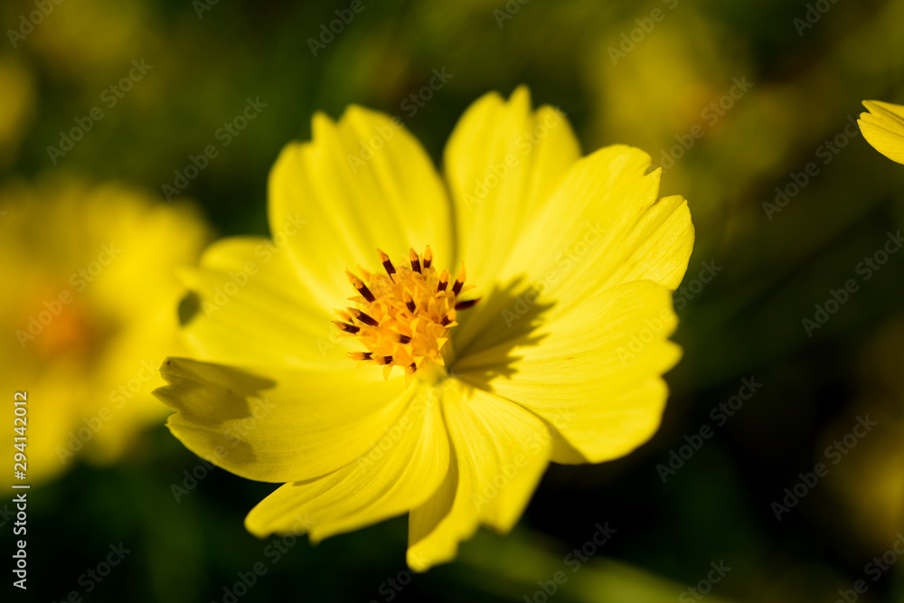 It is an up photo of Cosmos sulphureus It is an up photo of Cosmos sulphureus