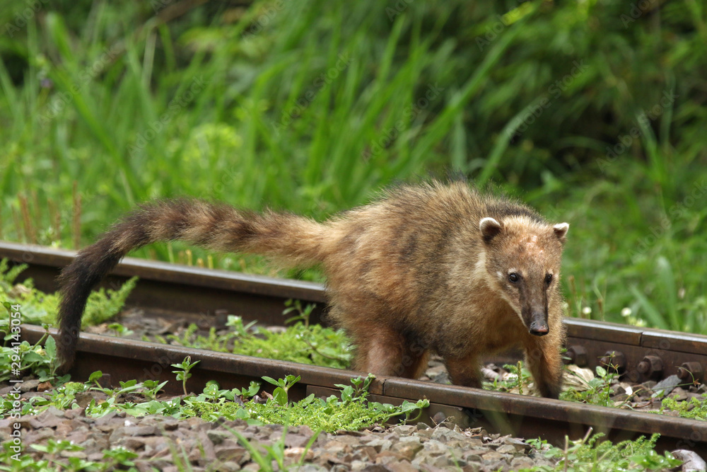 Nasenbär Nasenbär
