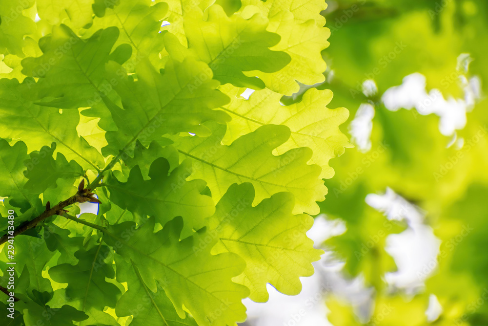 View of young oak leaves in spring View of young oak leaves in spring