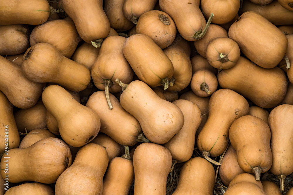 overlooking a pile of butternut squash for sale at a farmers market overlooking a pile of butternut squash for sale at a farmers market