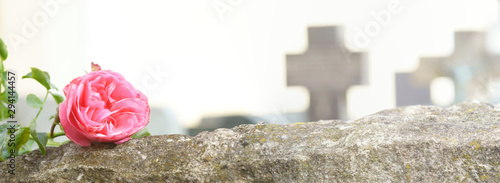 Rose auf Grabstein, Allerheiligen, Banner, Header, Panorama photo