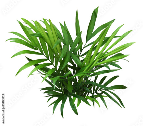 Green leaves of chameadorea palm