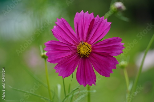 pink flower in the garden