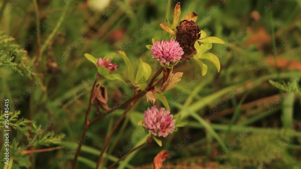 Purple clover flower on meadow field Purple clover flower on meadow field