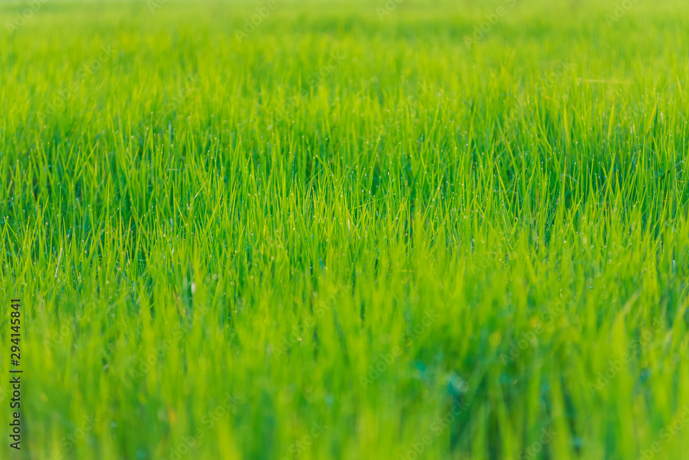 Close-up rice terrace field and drew drop in the morning Close-up rice terrace field and drew drop in the morning