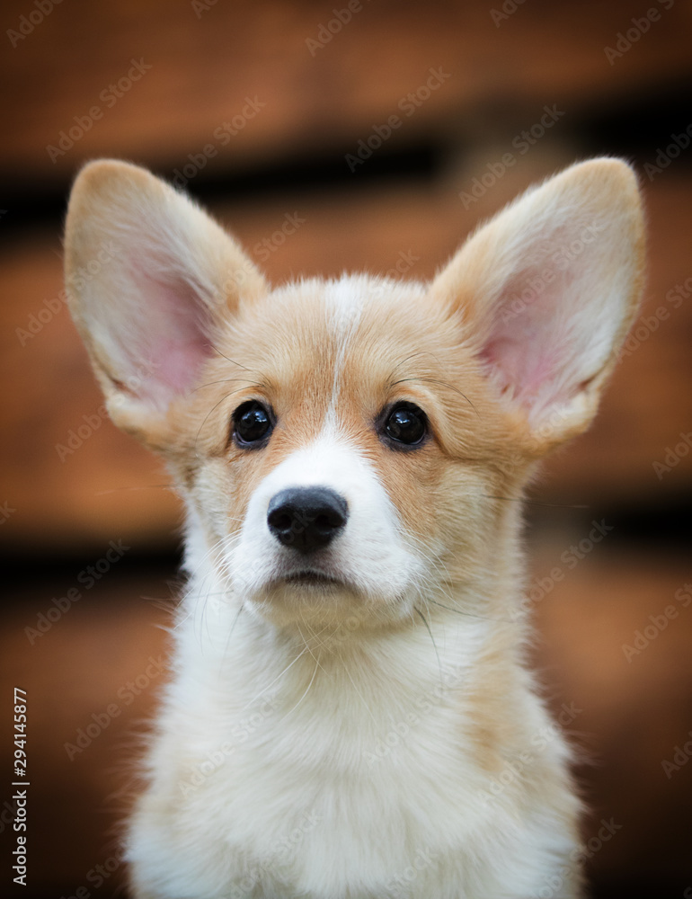 Welsh Corgi puppy in autumn Welsh Corgi puppy in autumn