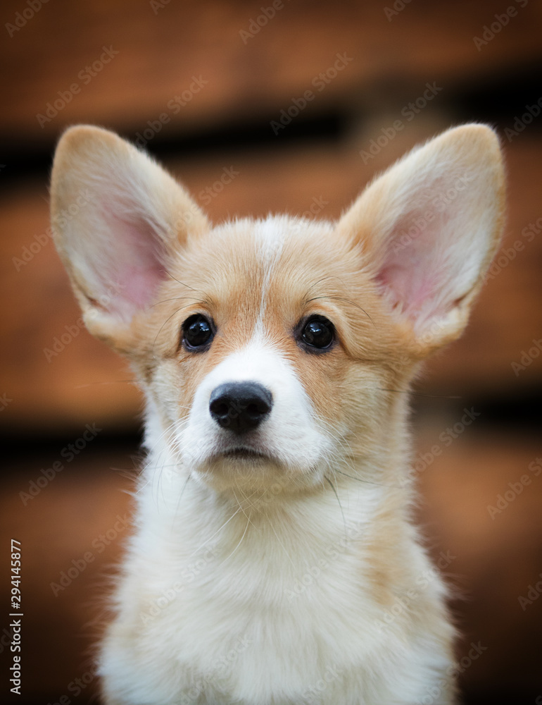 Welsh Corgi puppy in autumn